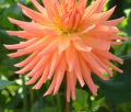 APRICOT BRANDY