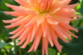 APRICOT BRANDY