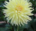 CLEARVIEW CITRON