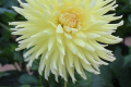 CLEARVIEW CITRON