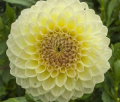WINHOLME DIANE