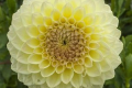 WINHOLME DIANE