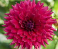 WOODLAND'S GYPSY ROSE