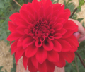 BIG RED SURVIVOR