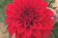 BIG RED SURVIVOR