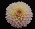 BLOOMQUIST BLUSH