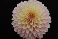 BLOOMQUIST BLUSH