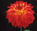 BLOOMQUIST ROSE