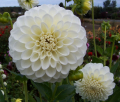 BROOKSIDE SNOWBALL