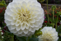 BROOKSIDE SNOWBALL