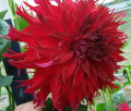 CAPROZ RASPBERRY TWINKLE