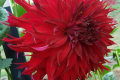 CAPROZ RASPBERRY TWINKLE