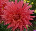 CORAL FRILLS