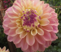 ELK'S TENNLEY ROSE