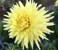 FERNCLIFF LEMON AURA