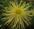 GRAYSON'S YELLOW SPIDER