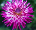 HOLLYHILL STARBURST
