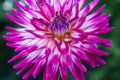 HOLLYHILL STARBURST