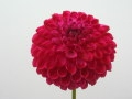 JS DOROTHY ROSE