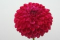 JS DOROTHY ROSE