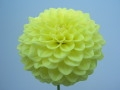 JS LEMON