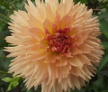 LAKEVIEW PEACH FUZZ