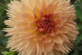 LAKEVIEW PEACH FUZZ