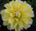 LEMON CANDY