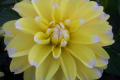 LEMON CANDY