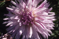 LUPINE WHITE