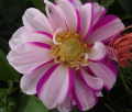 PRICELESS PINK