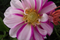 PRICELESS PINK