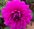 PURPLE FODDER