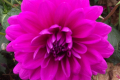 PURPLE FODDER
