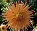 TROPIC SUN