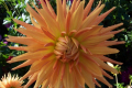 TROPIC SUN