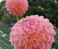 CLEARVIEW PEACHY