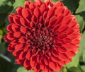 LYN'S JACKIE B