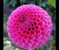 MARY'S JOHANNA