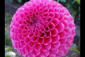 MARY'S JOHANNA