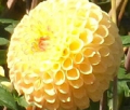 SUNCREST