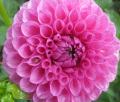TAHOMA LUCUS
