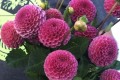 KOKO PUFF
