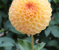BLYTON SOFTER GLEAM