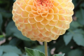 BLYTON SOFTER GLEAM
