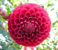 RED BALLOON