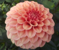 ROSE TOSCANO