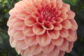ROSE TOSCANO