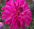 SWEETLADY