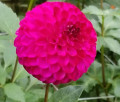 CRAZY BLACKBERRY